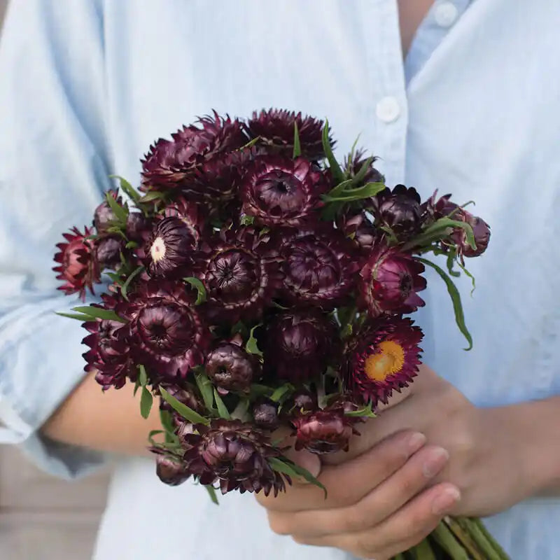 Strawflower Seeds - Deep Purple Red