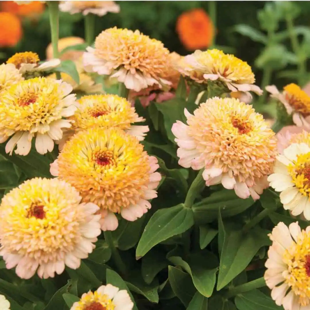 Zinnia Seeds - Zinderella Peach