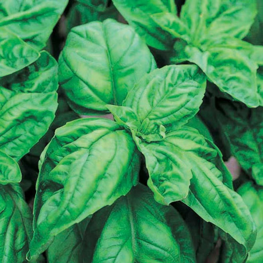 Basil - Mammoth