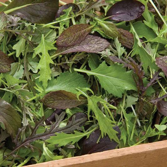 Lettuce Seeds - Mesclun Mix