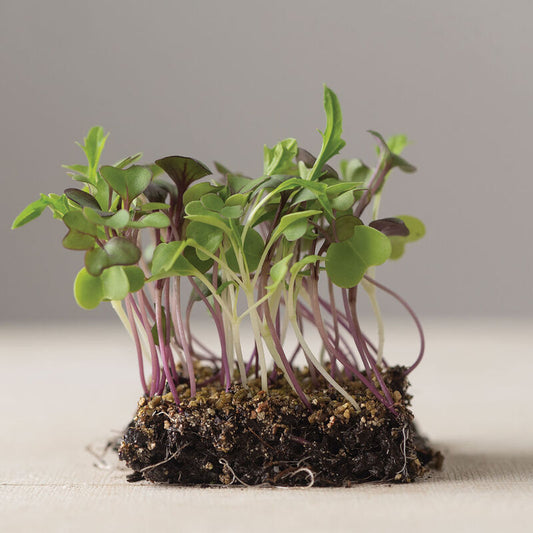 Micro Greens - Mild Mix Organic