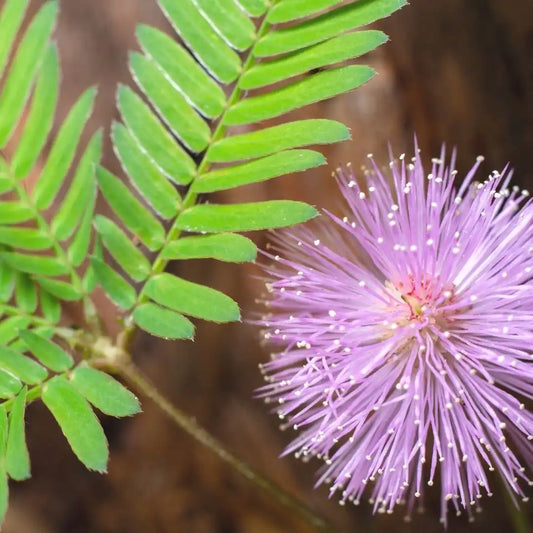 Mimosa Pudica - Sensitive Plant