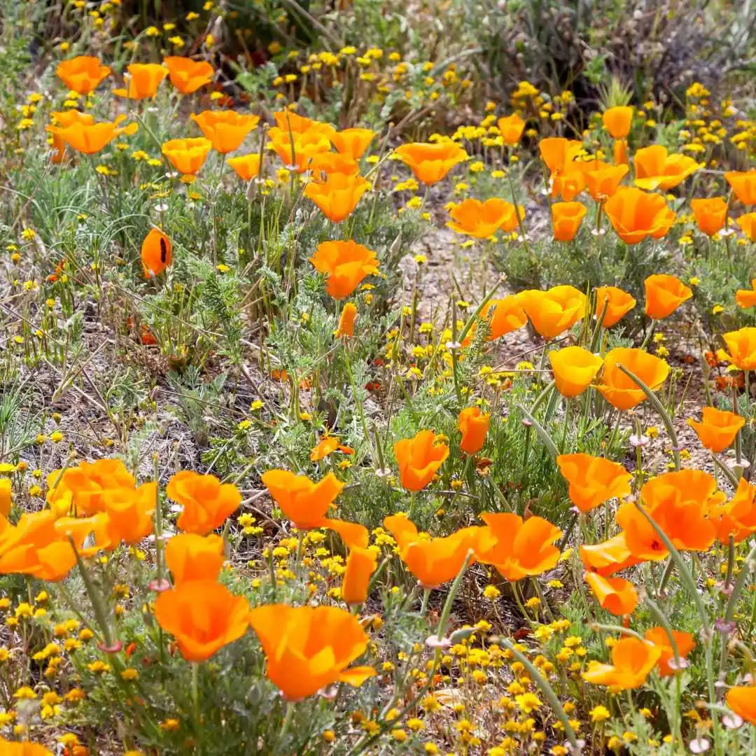 Orange Poppies 