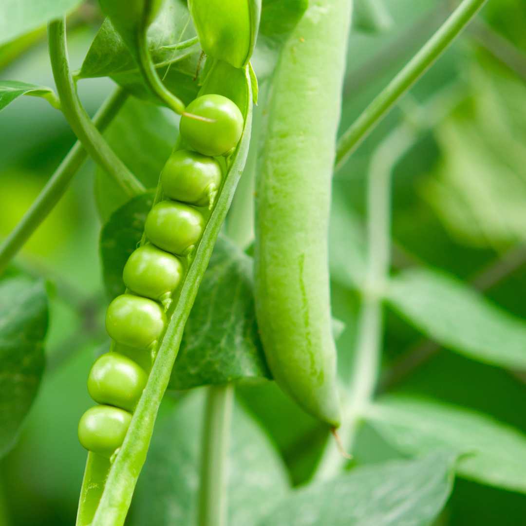 Peas - Sugar Snap Pea (Organic)