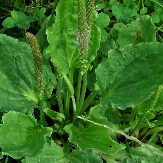 Plantain (Medicinal, Organic)