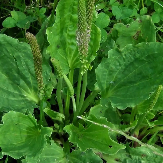 Bulk Plantain Seeds (Medicinal, Organic) - Circle Farms seeds