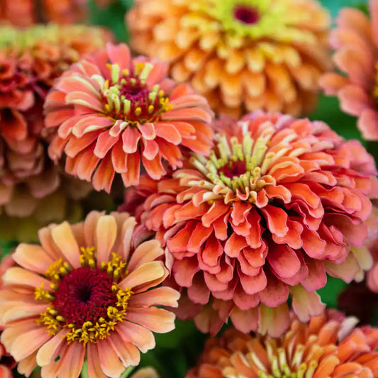 Zinnia Seeds - Queen Lime Orange