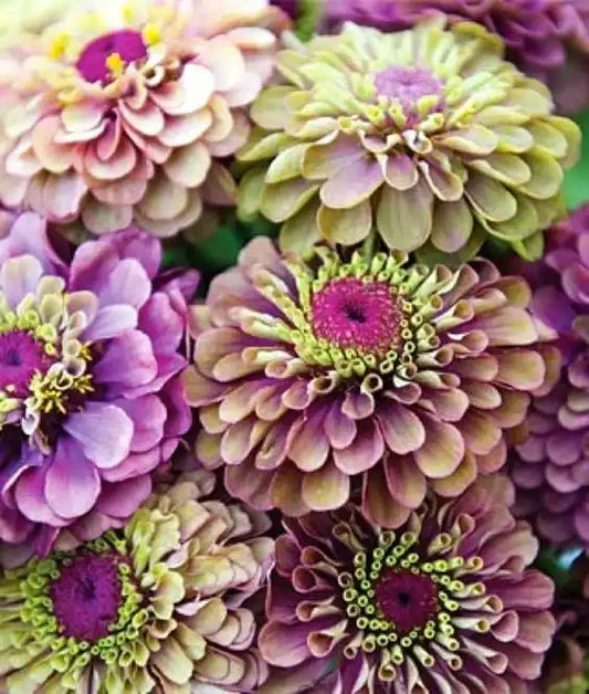 Zinnia Seeds - Queen Lime Red