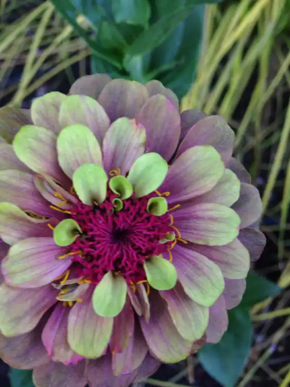 Zinnia Seeds - Queen Lime Red