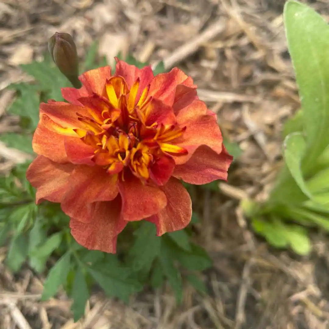 Marigold Seeds - Strawberry Blonde