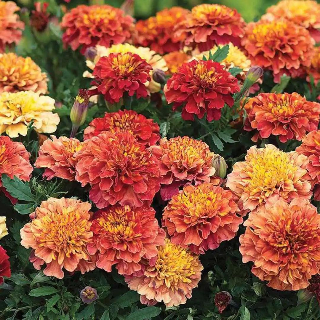 Marigold Seeds - Strawberry Blonde