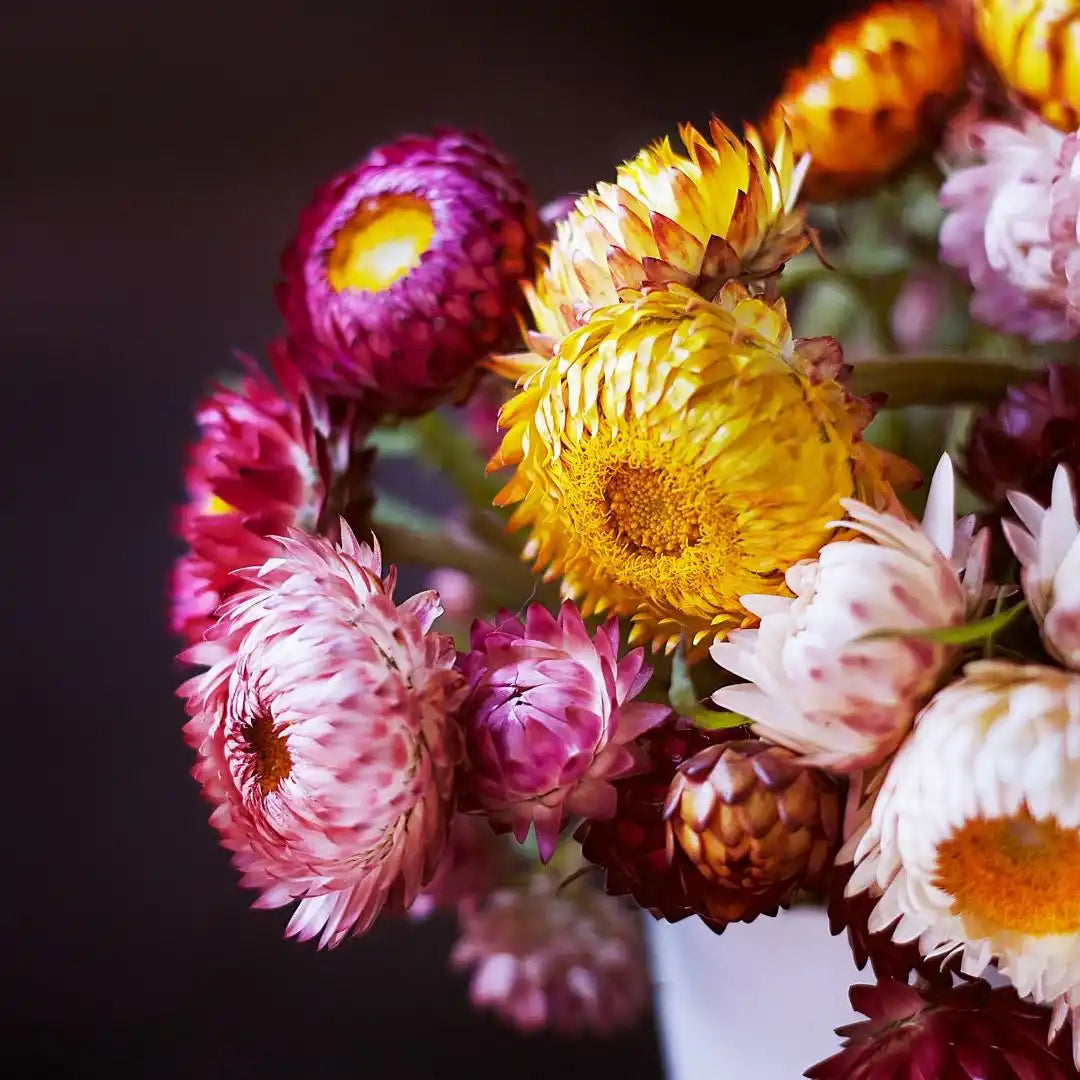 Strawflower Seeds - Swiss Giant Everlasting Mixed