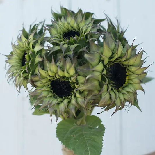 Sunflower Seeds - Sunfill Purple
