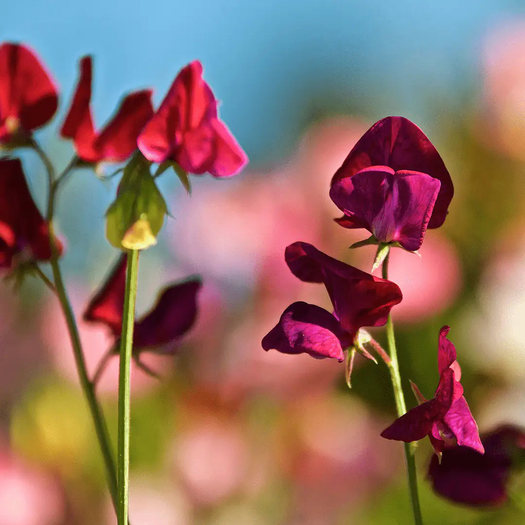 Sweet Pea Seeds - High Scent & Pink Mix