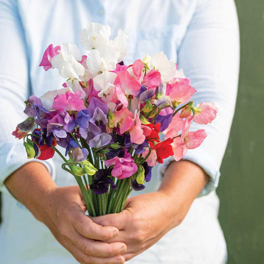 Sweet Pea Flowers