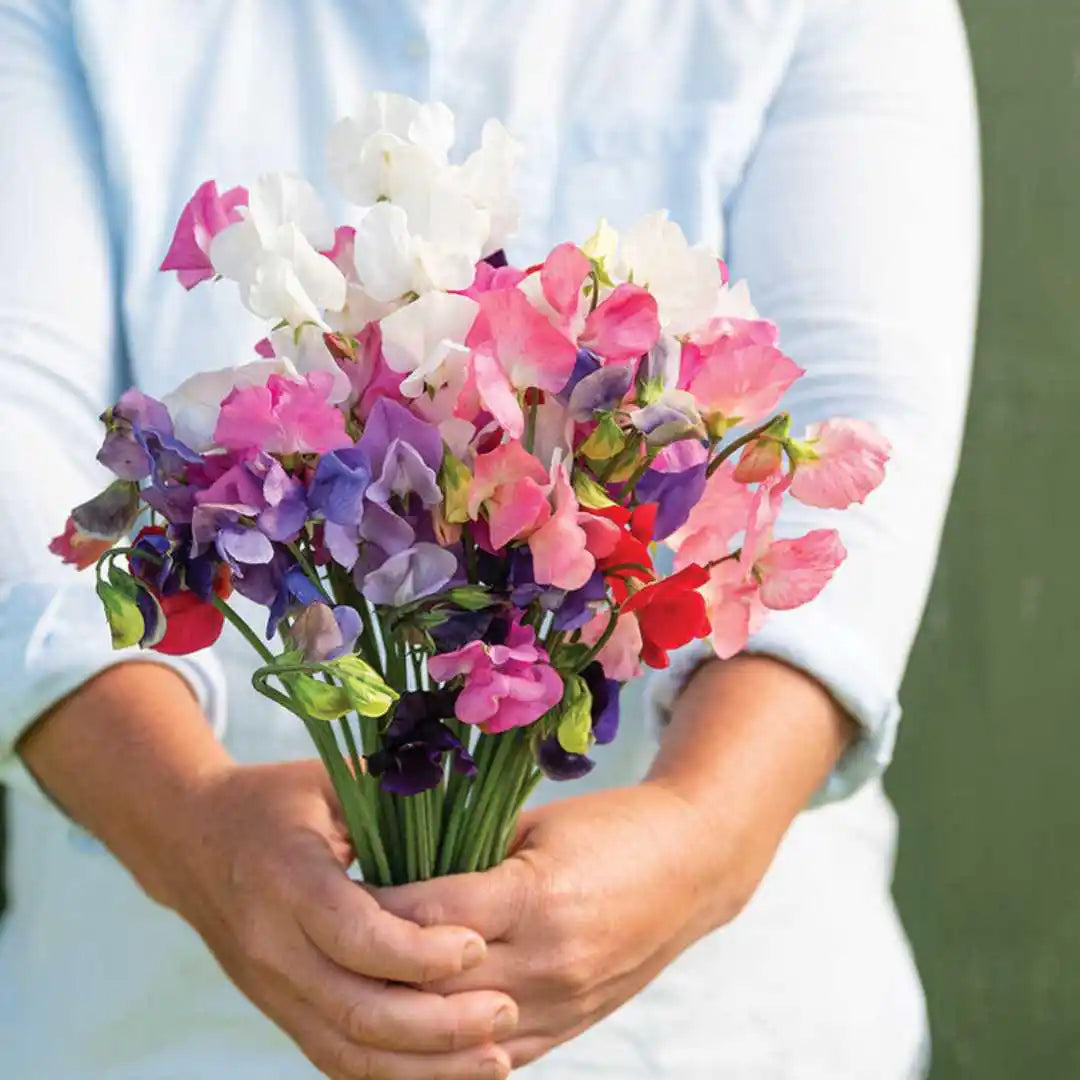 Sweet Pea Flowers