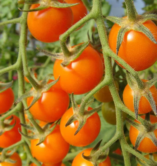 Tomato Seeds - Cherry Sungold