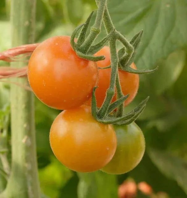Tomato Seeds - Cherry Sungold