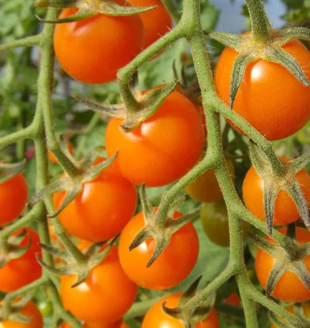 Tomato Seeds - Cherry Sungold