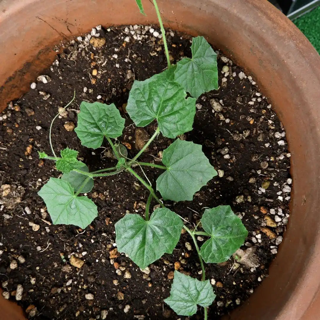 Cucamelon Seeds - Mouse Melon - Circle Farms seeds