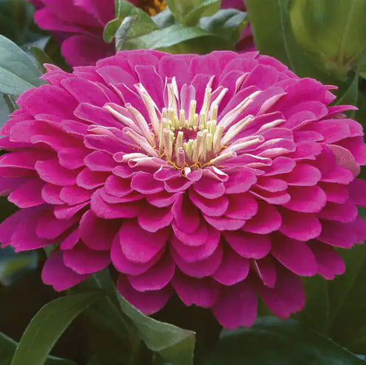 Zinnia Seeds - Benary Giant Purple