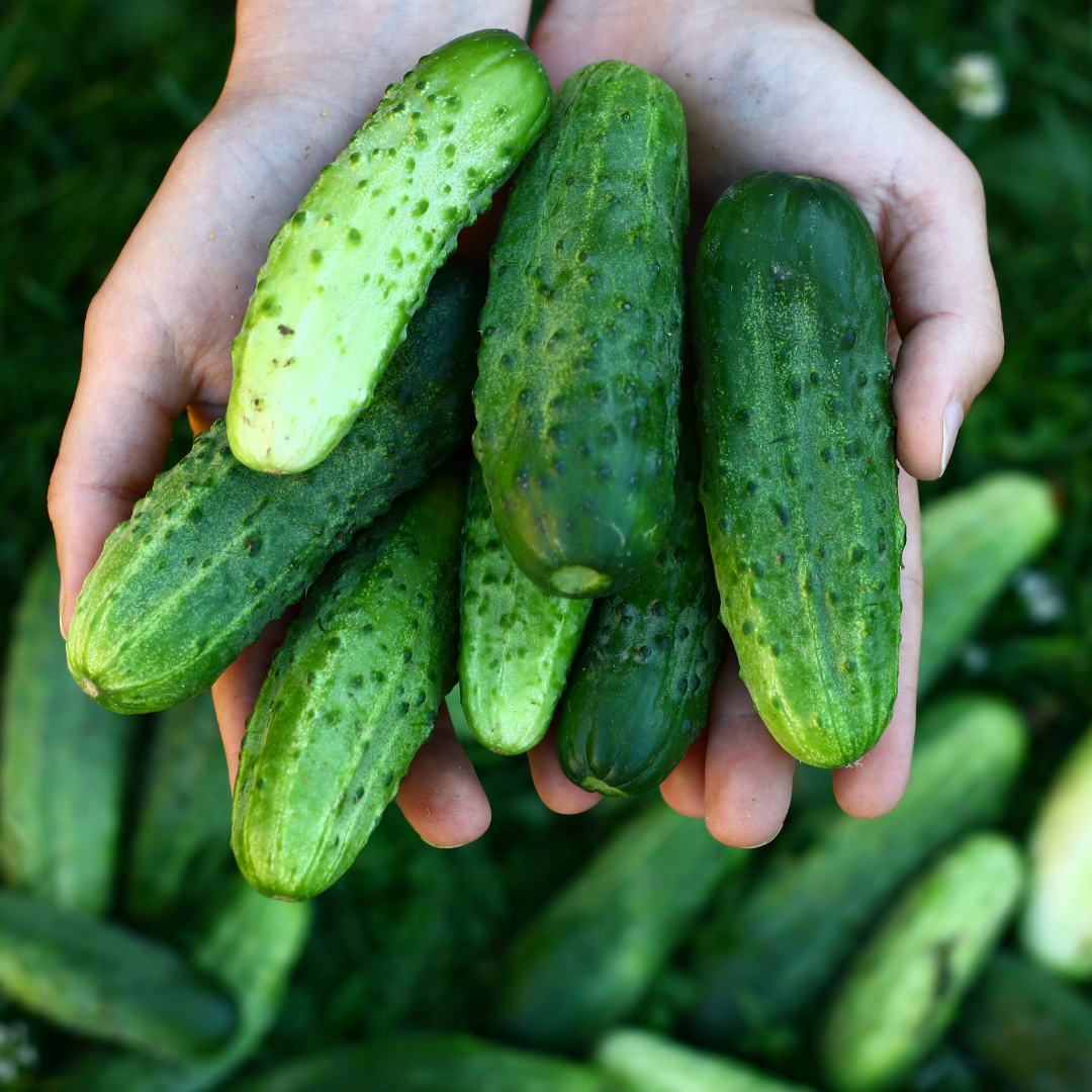Pickling Cucumber Seeds - Little Leaf