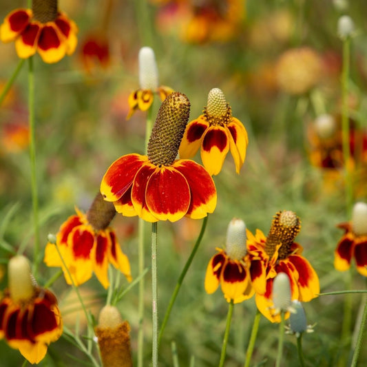 Prairie Coneflower - Mahogany