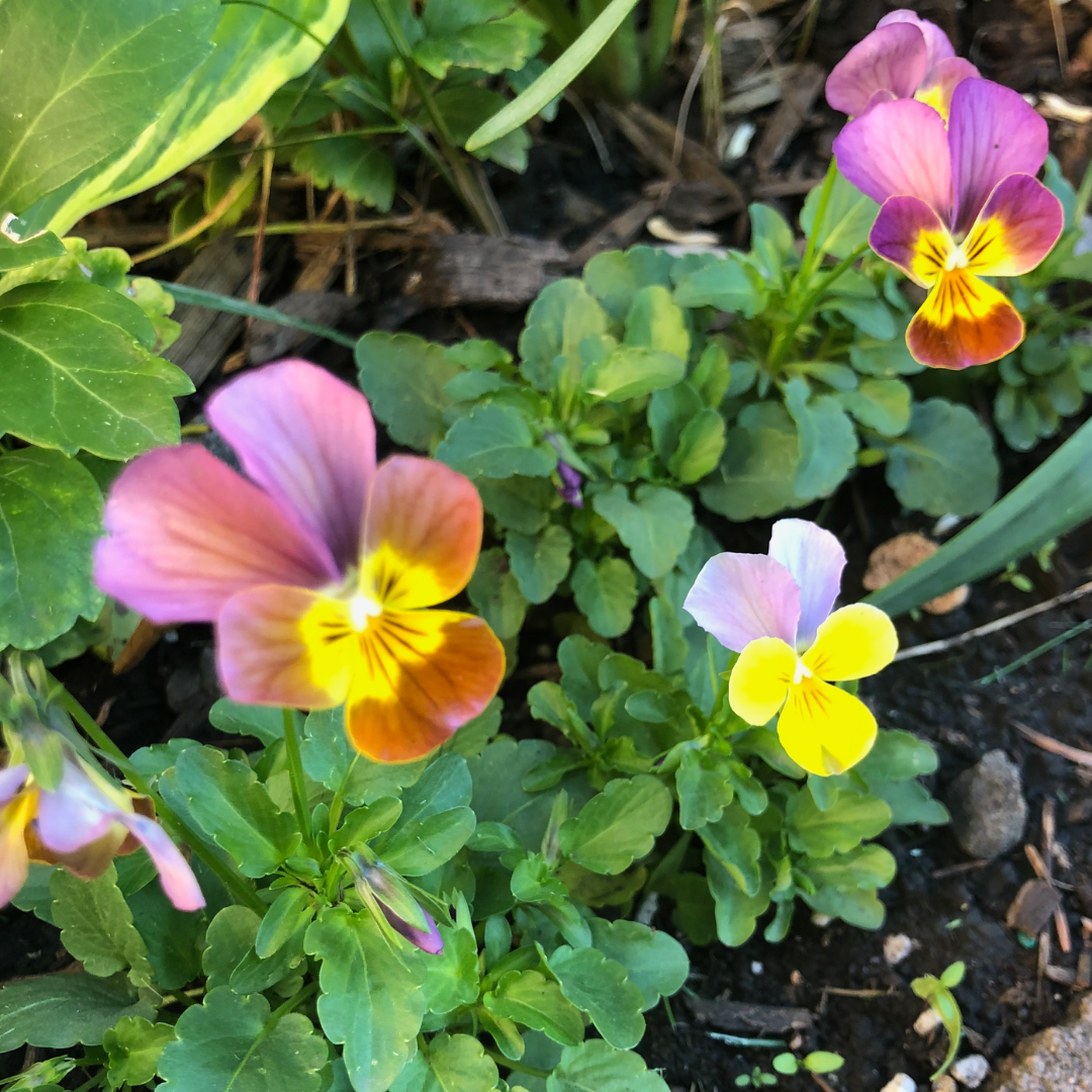 Viola Pansy Seeds - Rose Antique Gem