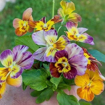 Viola "Brush Strokes" Pansy