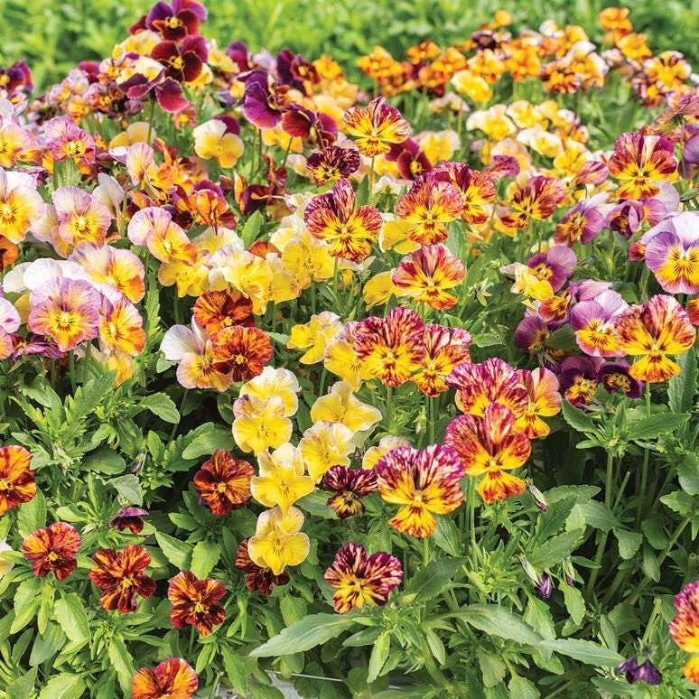 Viola Pansy - "Brush Strokes"
