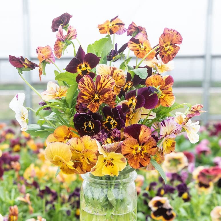 Viola Pansy - "Brush Strokes"