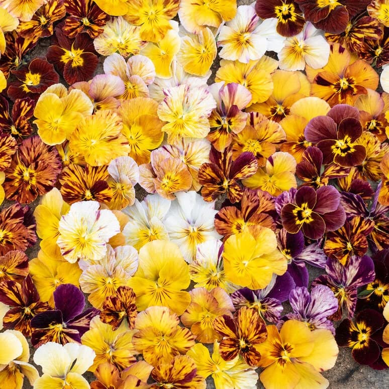 Viola Pansy - "Brush Strokes"