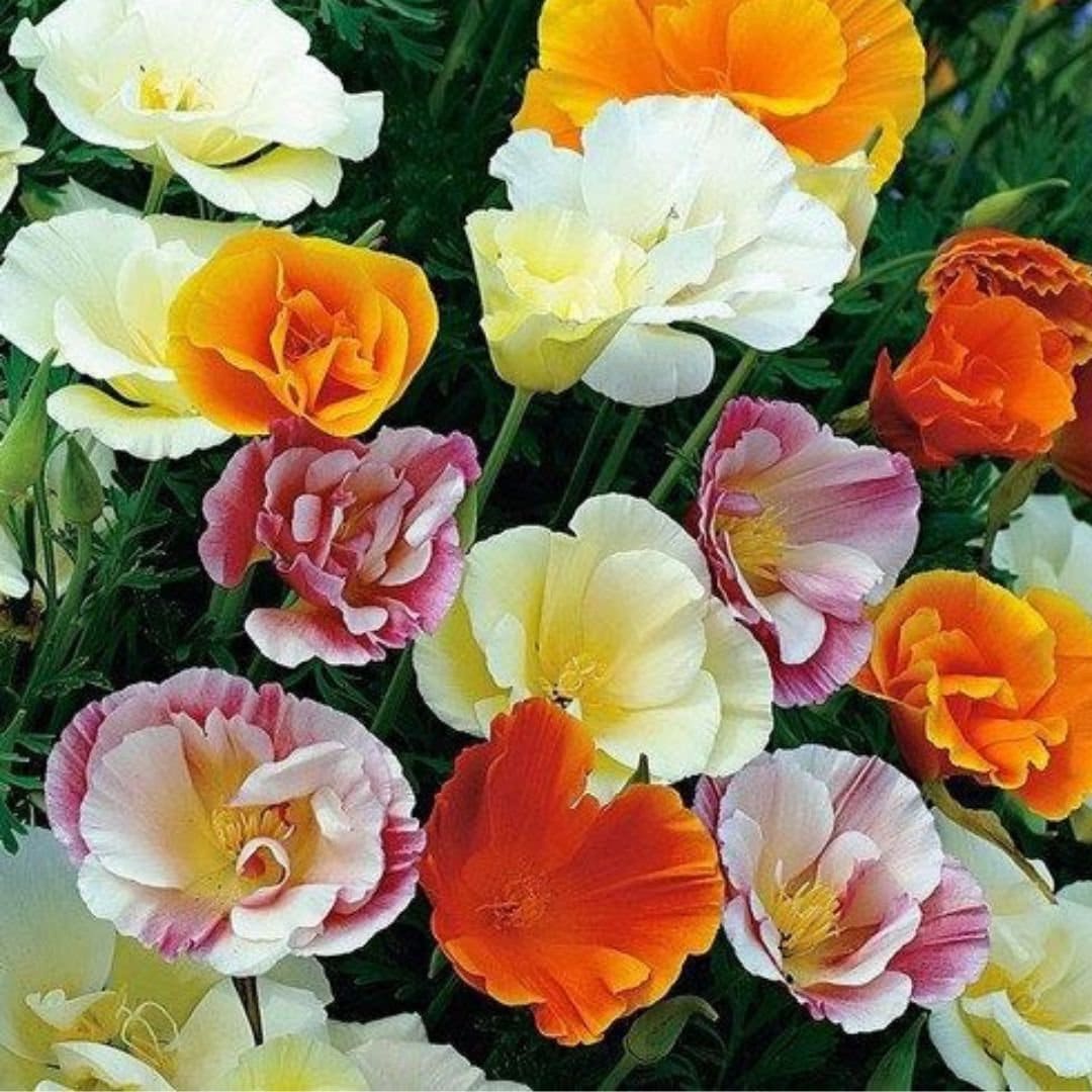 California Poppy - Ballerina Mix