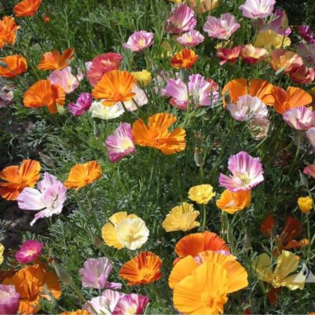 California Poppy - Ballerina Mix