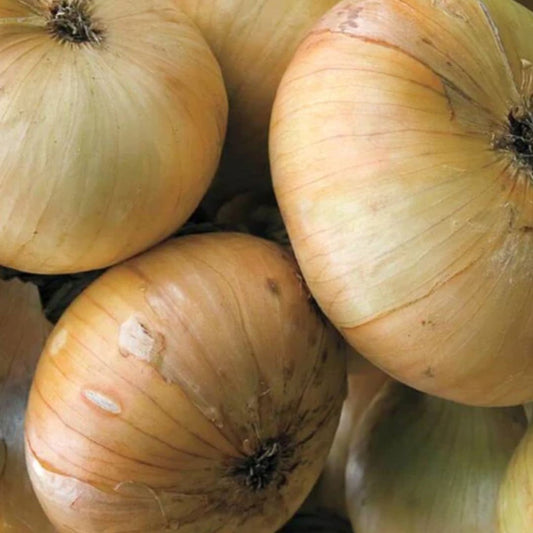 Borettana Onion - Circle Farms seeds