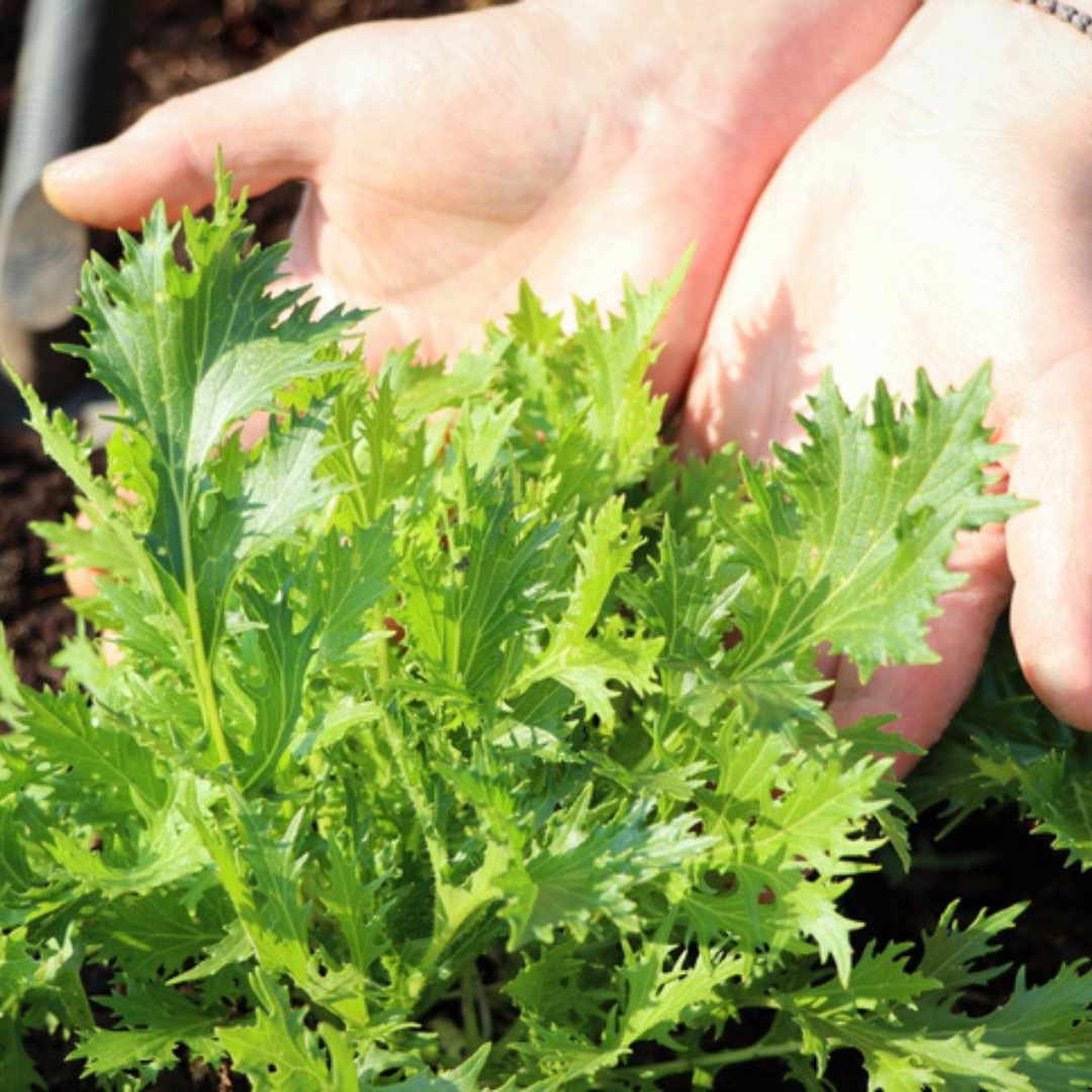 Mizuna Mustard Lettuce (Organic)