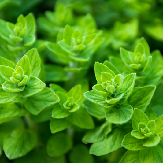 Greek Oregano