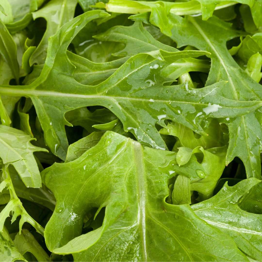 Mizuna Mustard Lettuce (Organic)