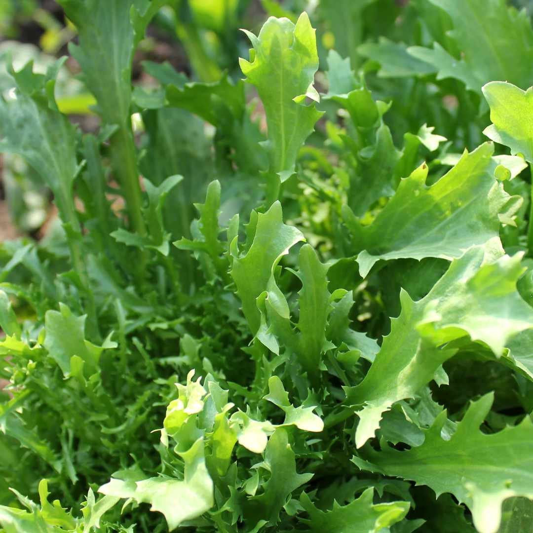 Mizuna Mustard Lettuce (Organic)