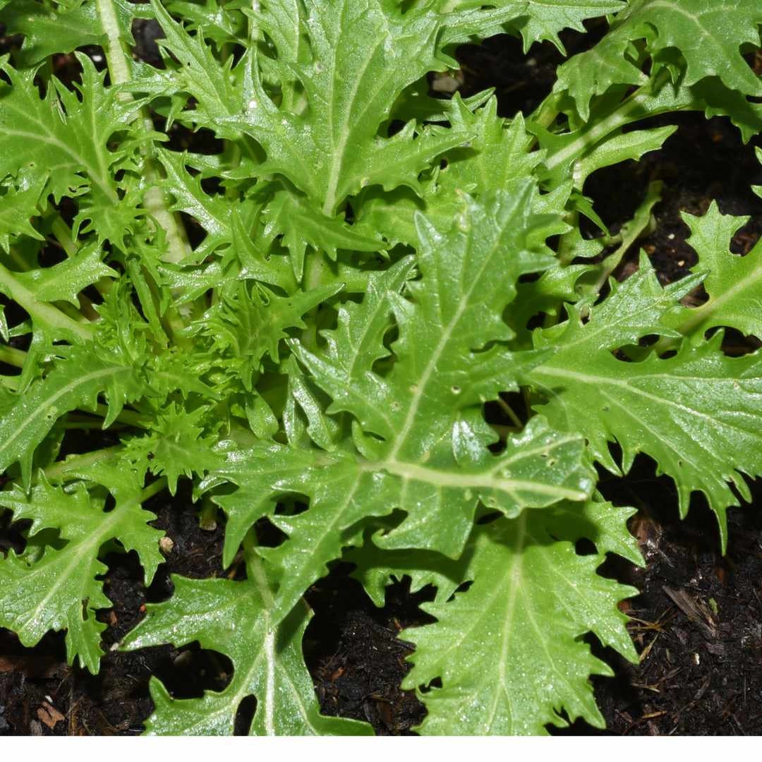 Mizuna Mustard Lettuce (Organic)