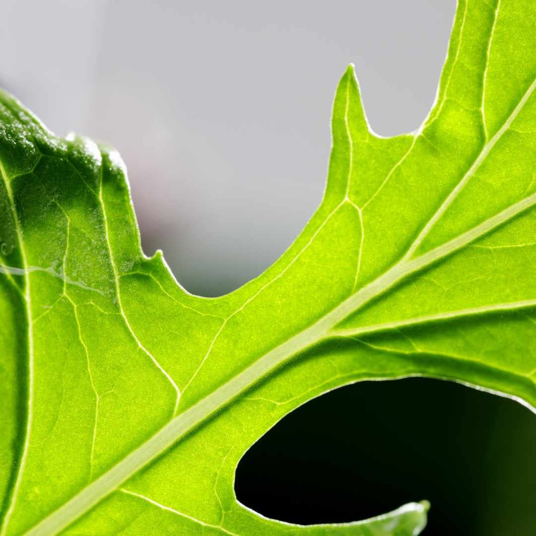 Mizuna Mustard Lettuce (Organic)