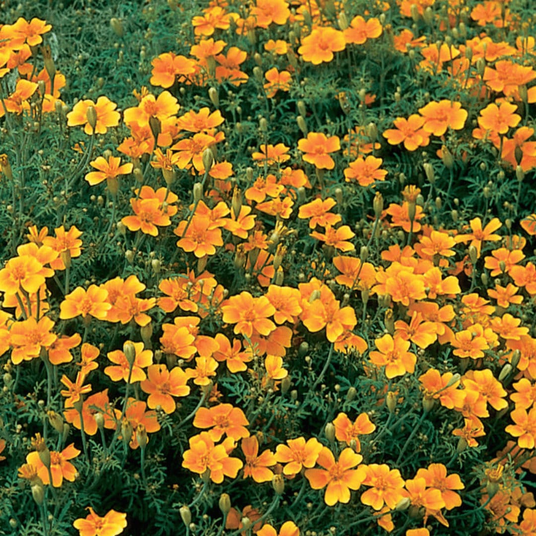 Marigold - Orange Gem