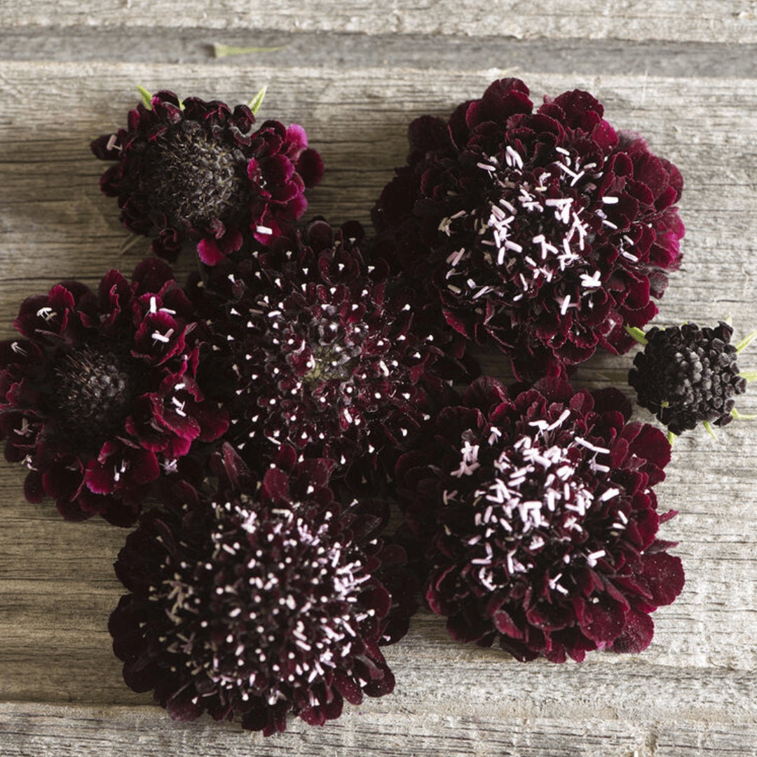 Scabiosa - Black Knight