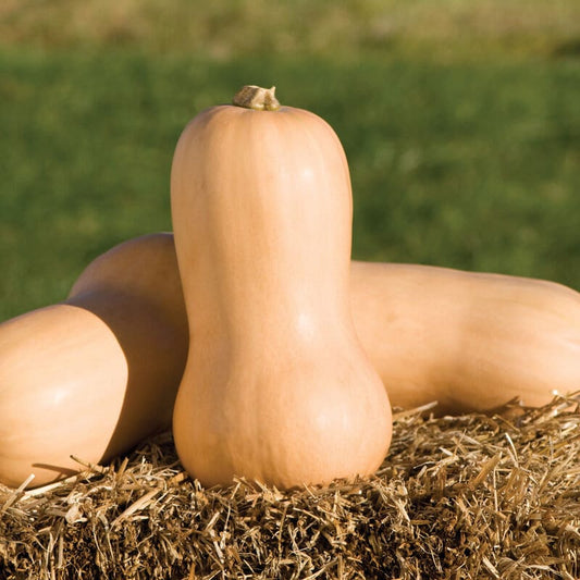 Waltham Butternut Squash