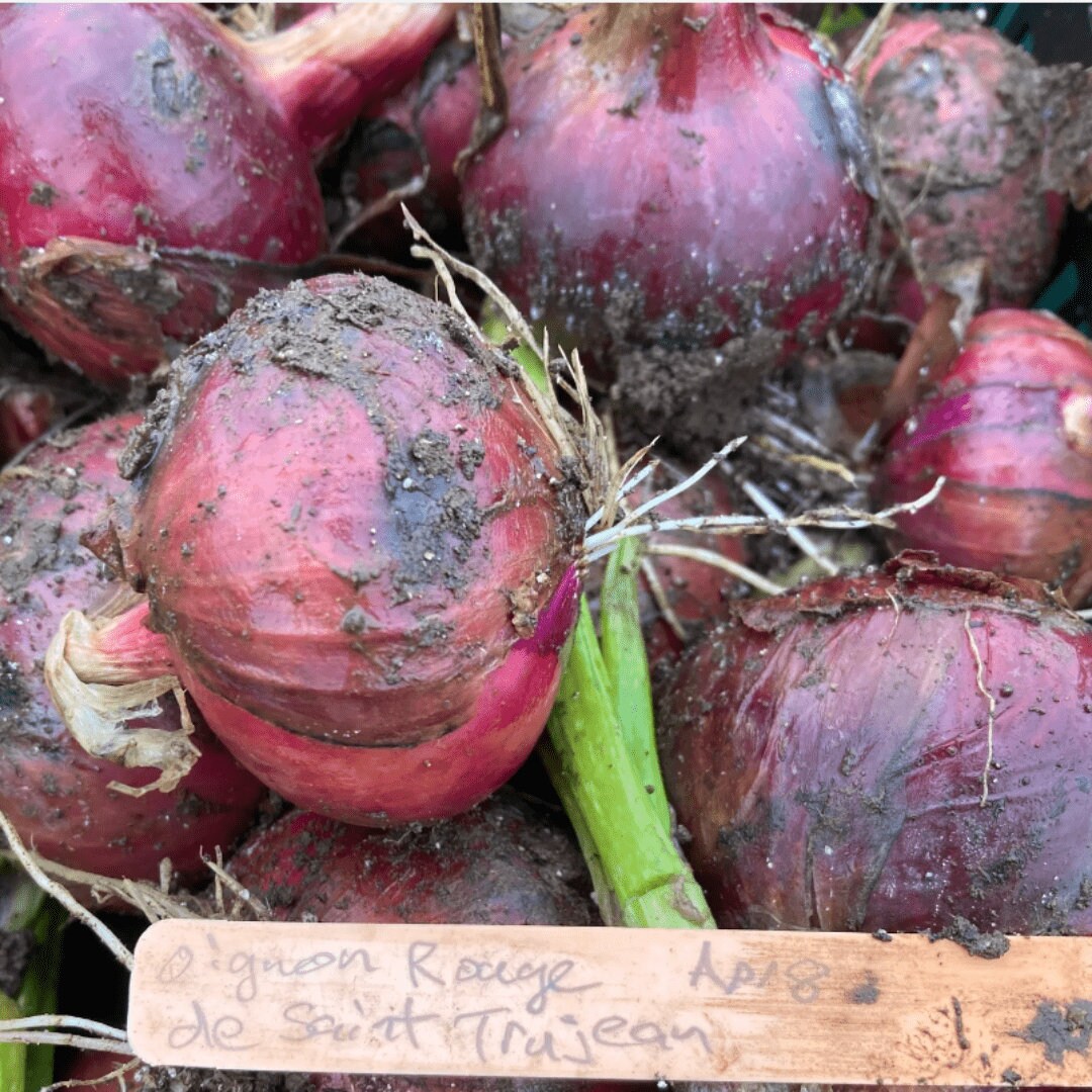 Red Onion Rouge De Saint Trojean