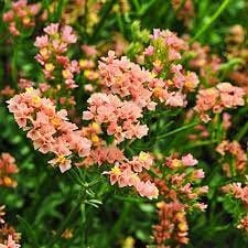 Statice - Apricot Beauty