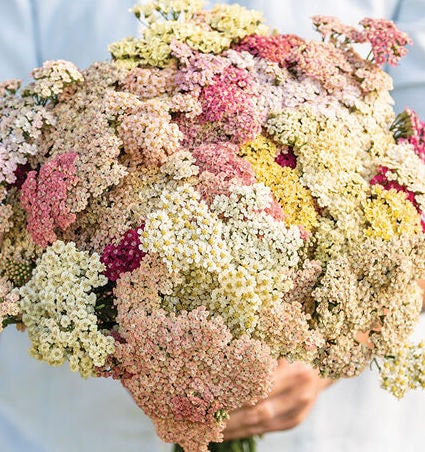 Yarrow - Favourite Berries Pastel Mix