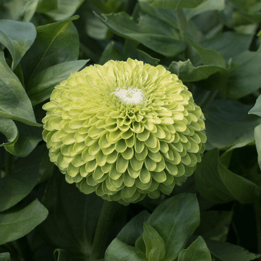 Zinnia - Benary Giant Lime