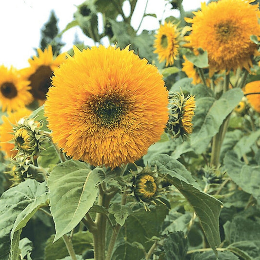 Sunflower - Giant Sungold