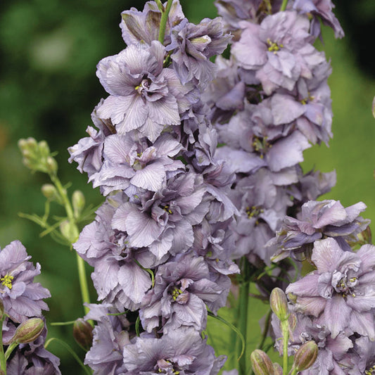 Larkspur Delphinium - Misty Lavender